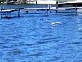 Great Blue Heron coasts over the choppy blue lake