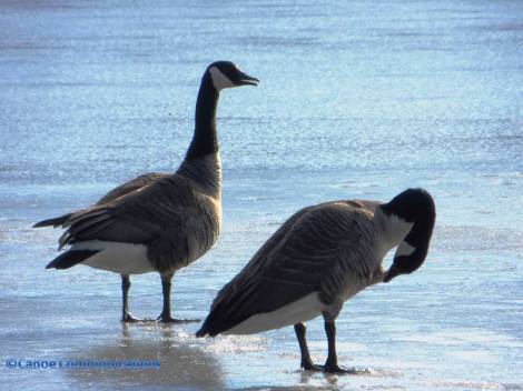 Canadian geese on blue lake