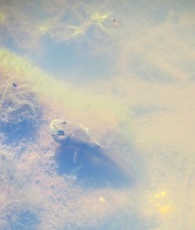 juvenile frog tadpole or Eastern Newt?